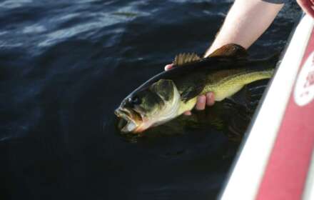From Length to Weight: How Big Is a 2 Pound Bass?