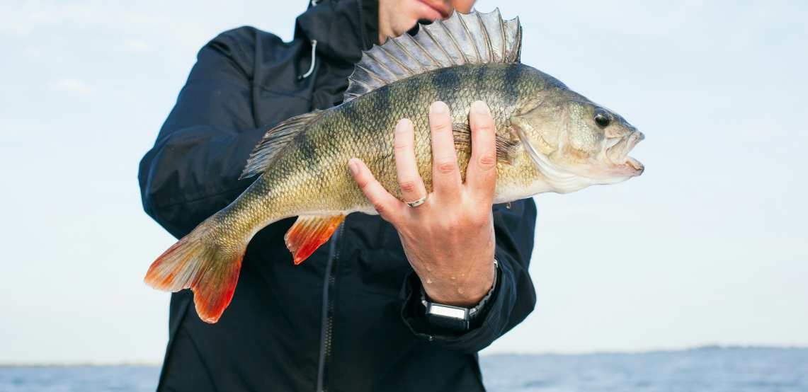 a bass fish