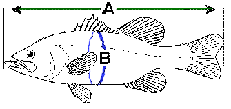 bass size and weight measurement