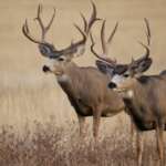 deer in new york