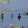 ducks in the lake