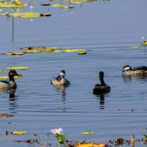 ducks in the lake