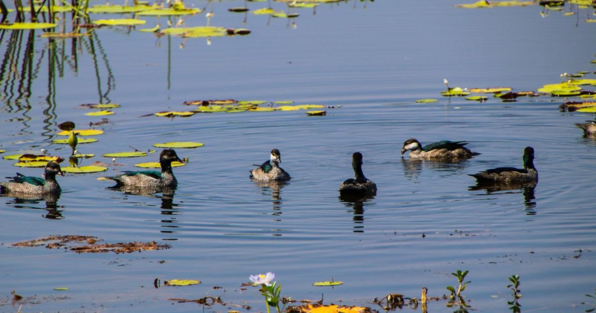 ducks in the lake