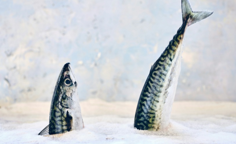 how to taxidermy a fish