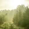 hunt in Idaho forest