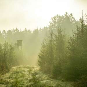 hunt in Idaho forest