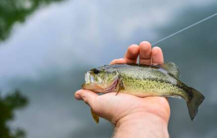 Largemouth vs Smallmouth Bass - What Are The Differences?