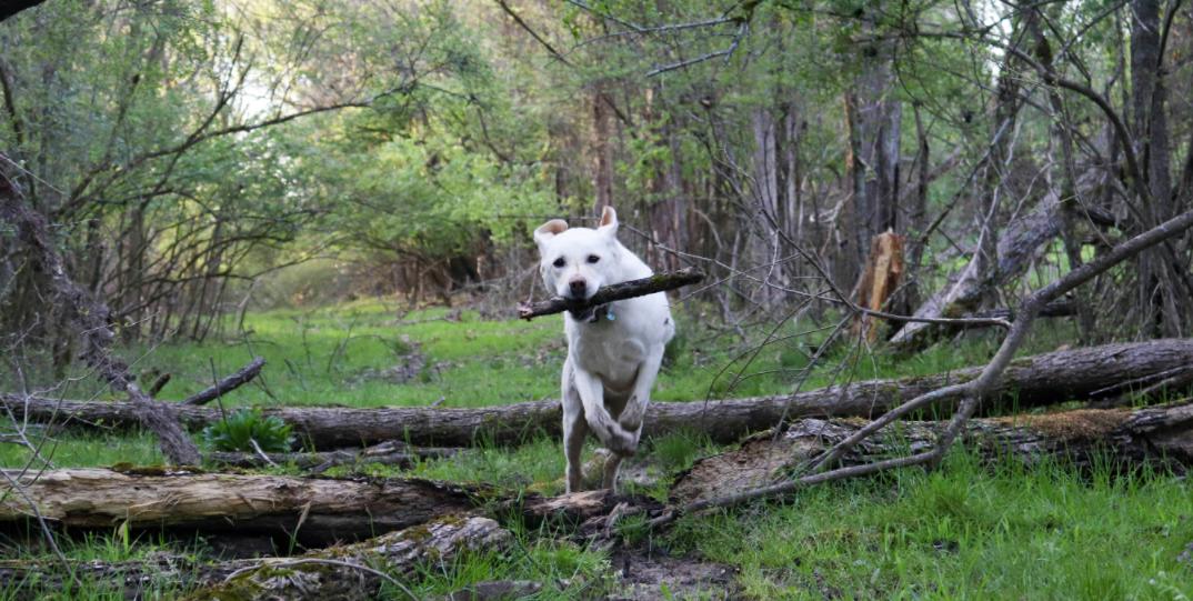 labrador retriever training