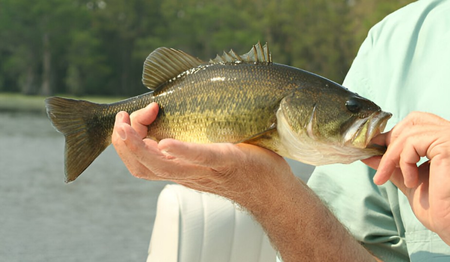 largemouth bass picture