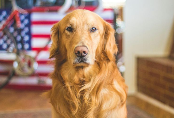 photo of an American labrador