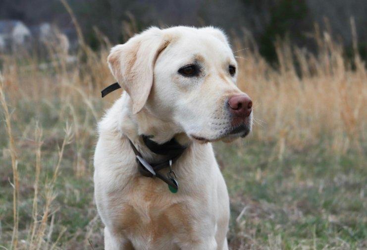 photo of an English labrador