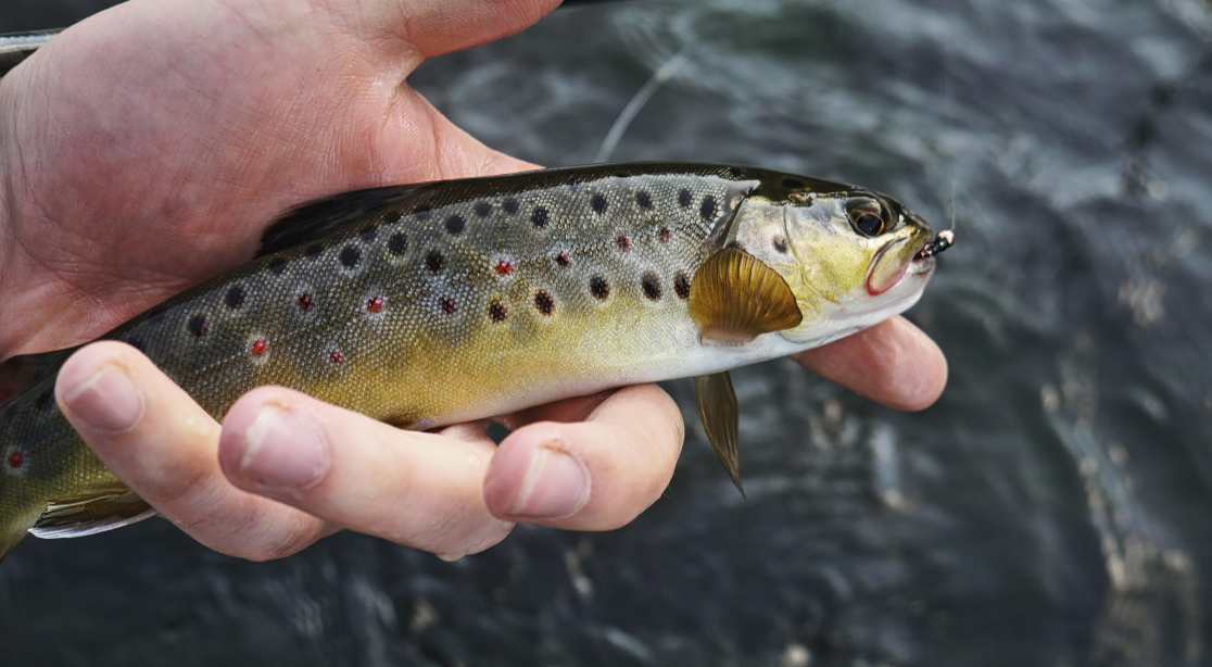 trout fishing
