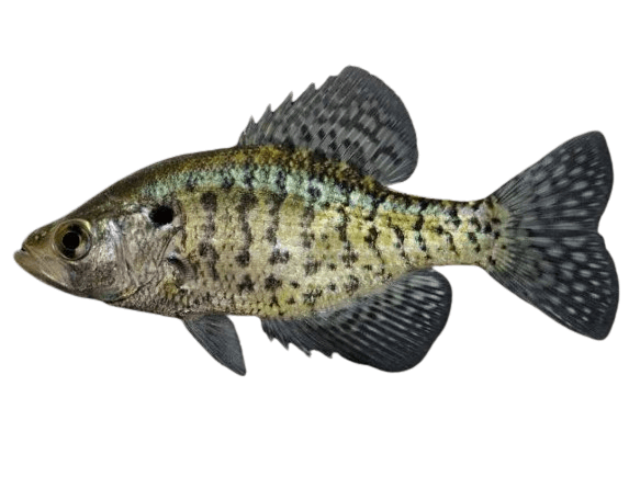 white crappie