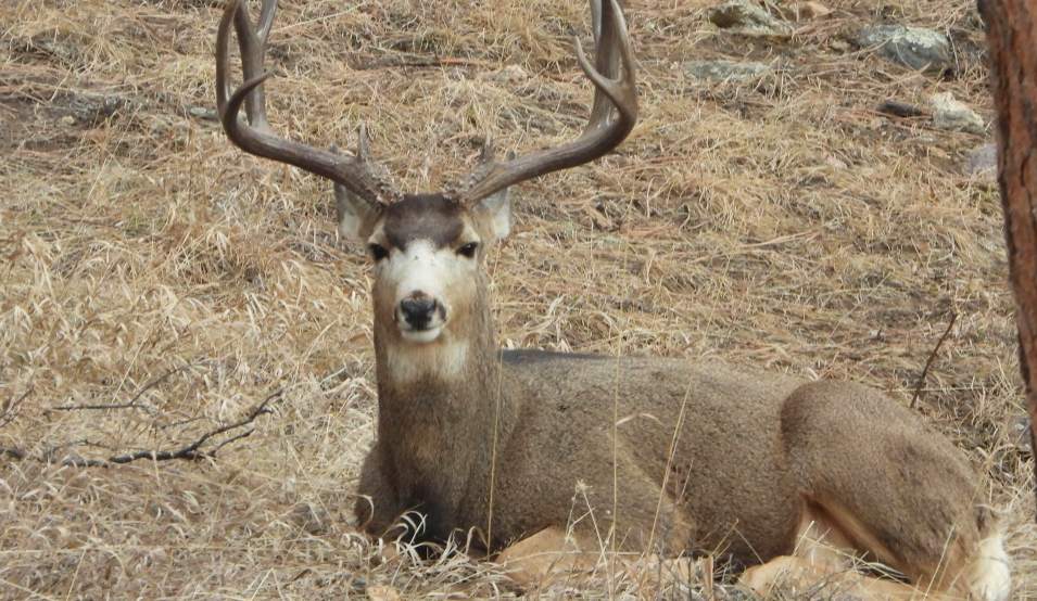 mule deer