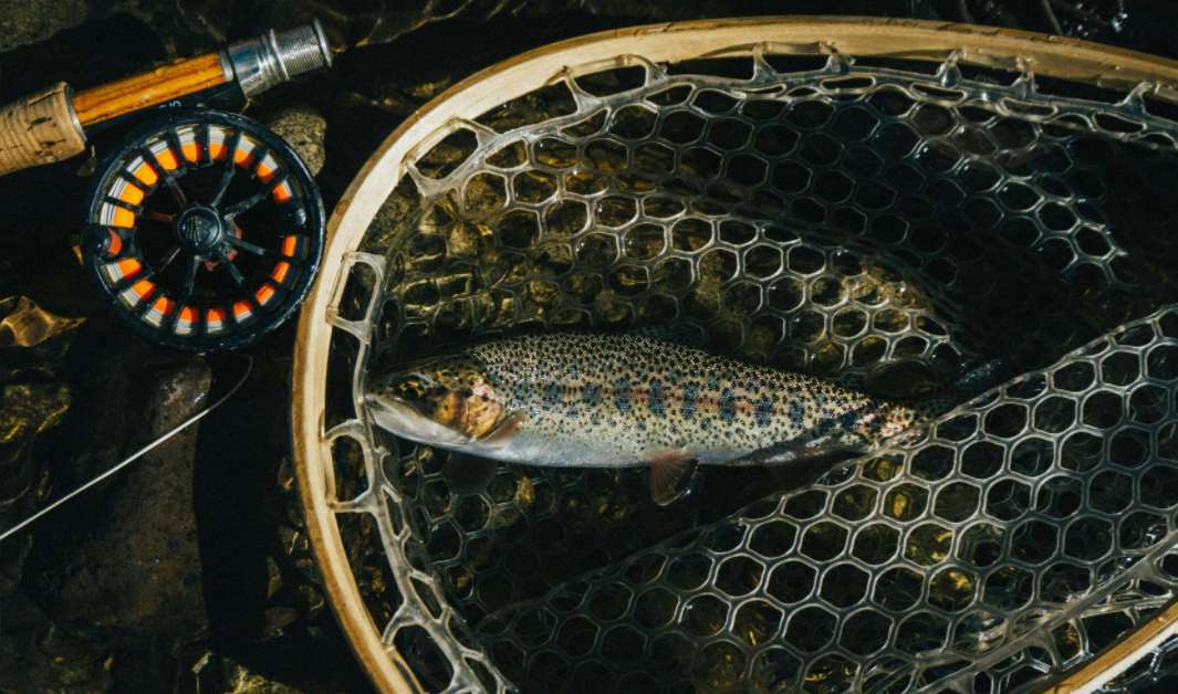 trout fishing gear and hook