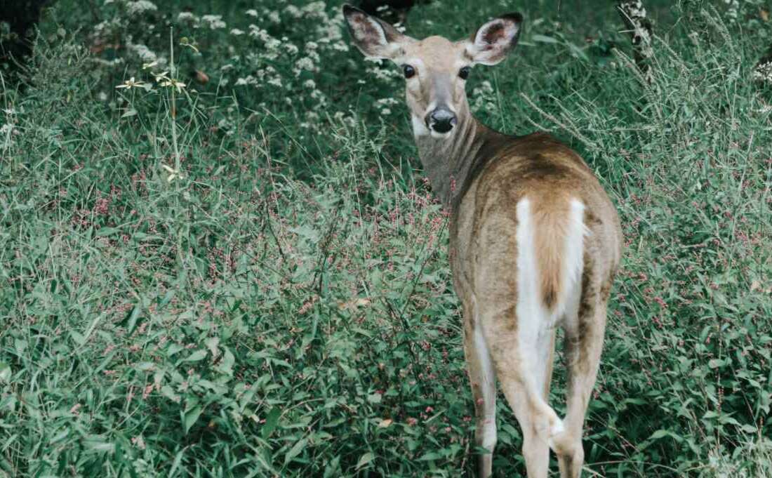 Indiana Deer Season 2025 2026 Calendar Marti Gertruda