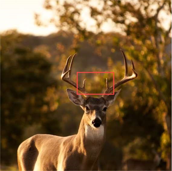 A Comprehensive Guide to Understand Deer Brow Tines Kalkal