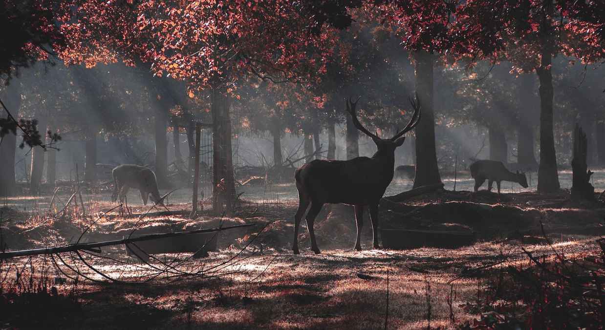deer hunting in Ohio