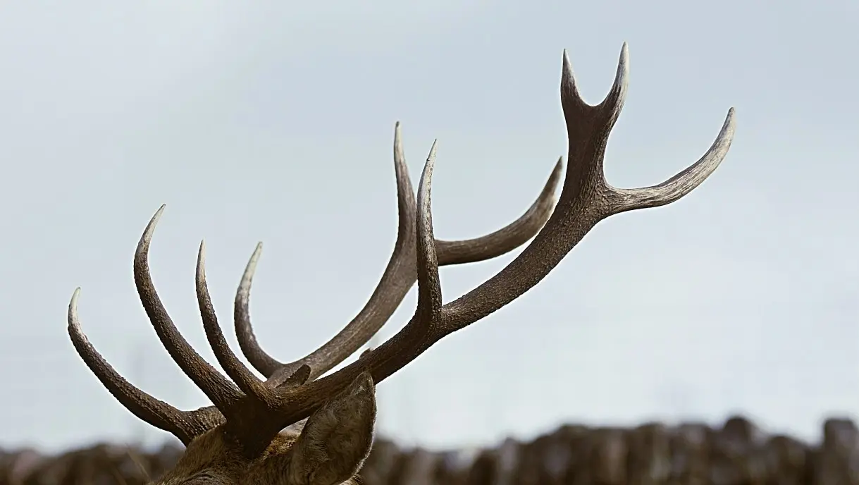 deer in the field
