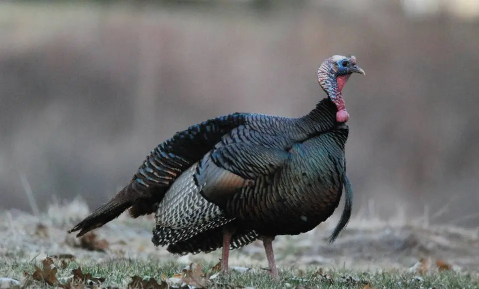 do you wear orange when turkey hunting