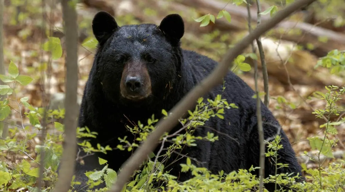 a black bear in the wood