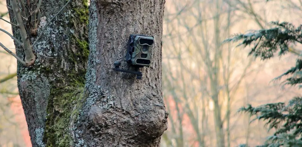 a trail camera is setting up on the tree
