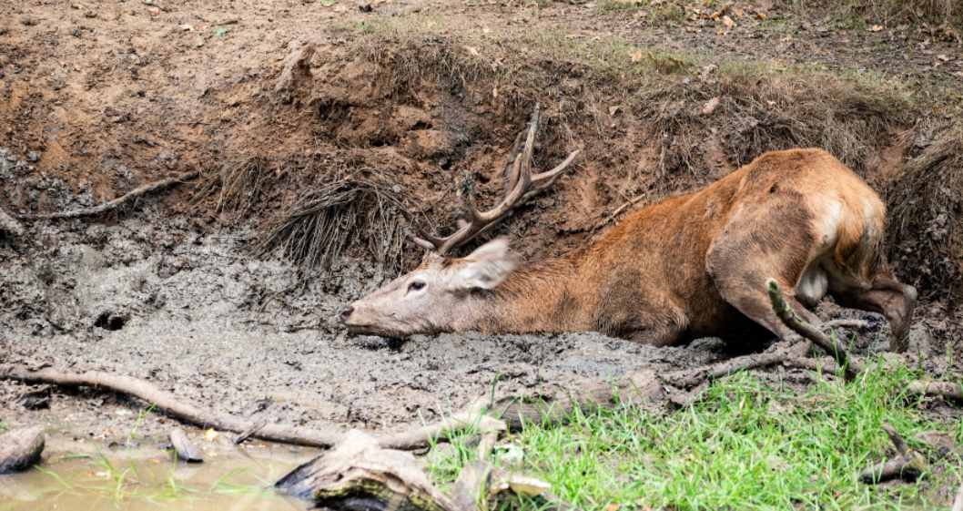 an elk is wallowing in the mud