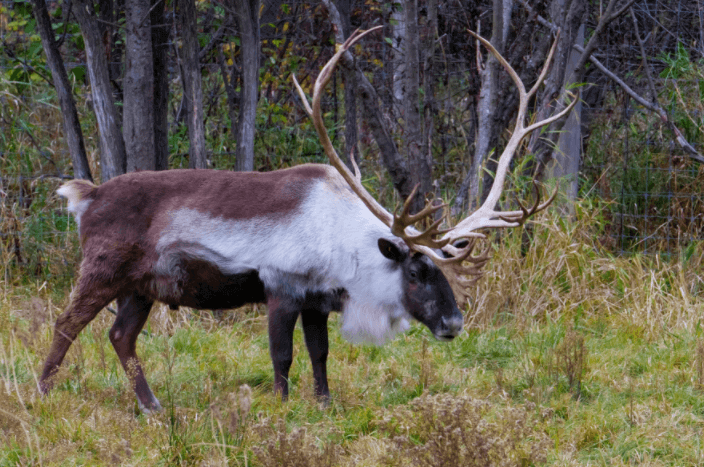 Caribou Characteristics
