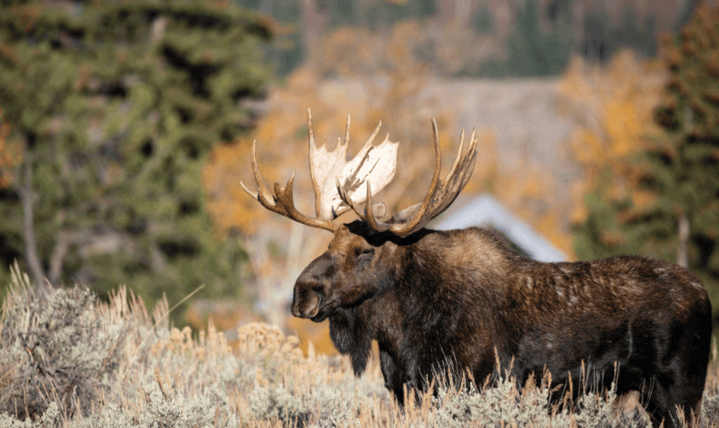 Moose Characteristics