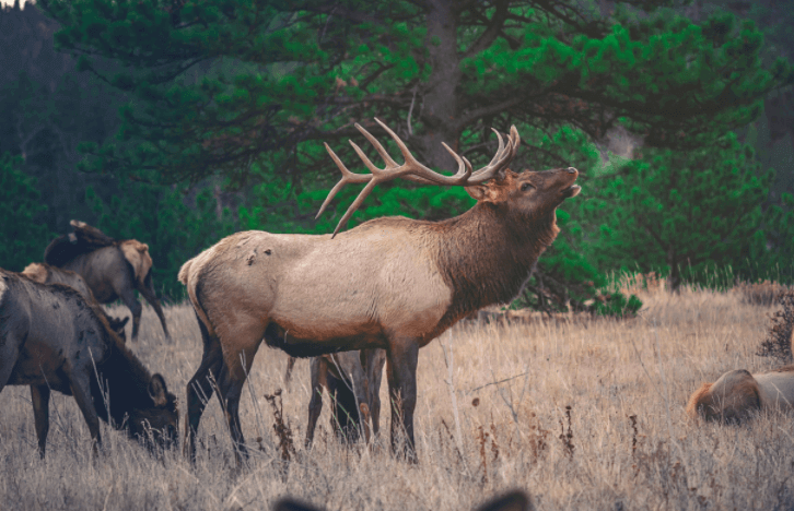 Elk Characteristics