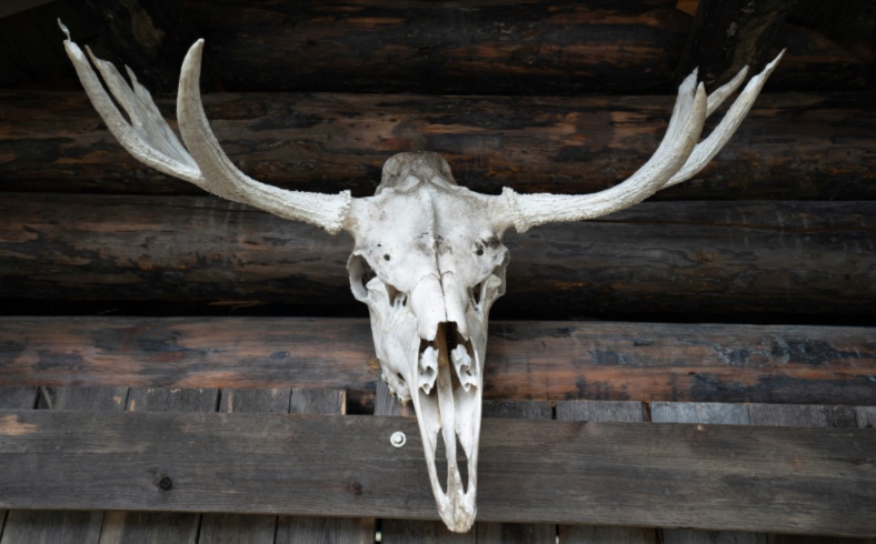 deer skull mount