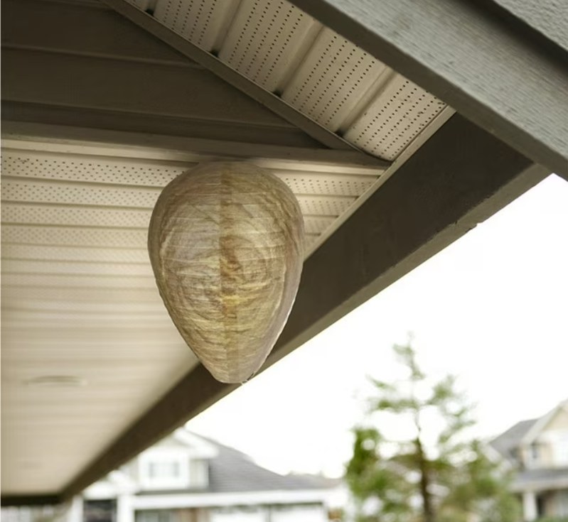 wasp nest decoy to keep wasps away