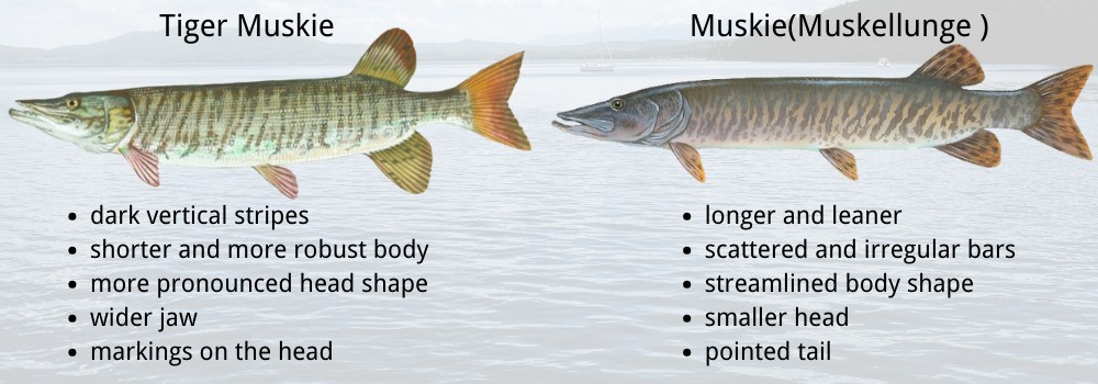 Tiger Muskie Vs. Muskie Differences