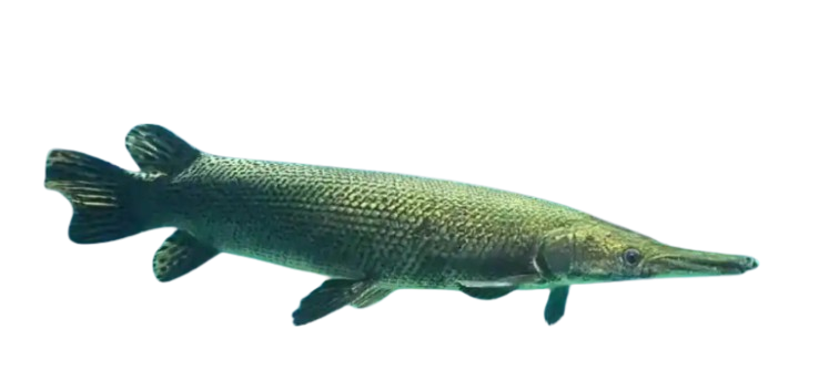 gar fish appearance
