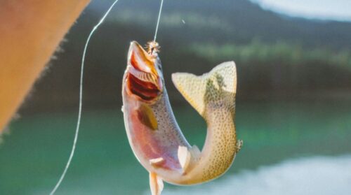 go fishing in Idaho fishing season