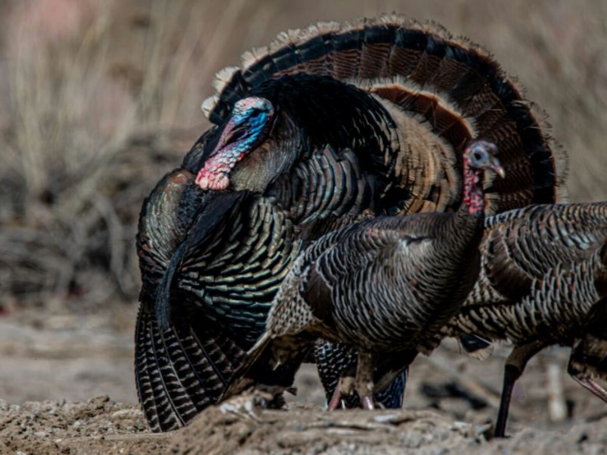 how to field dress a turkey How To Field Dress A Wild Turkey