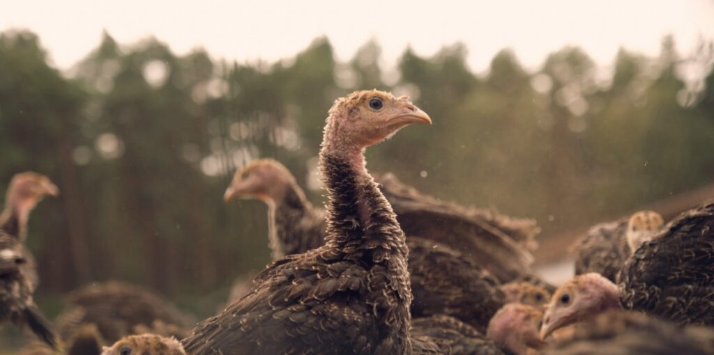 a group of jake turkeys