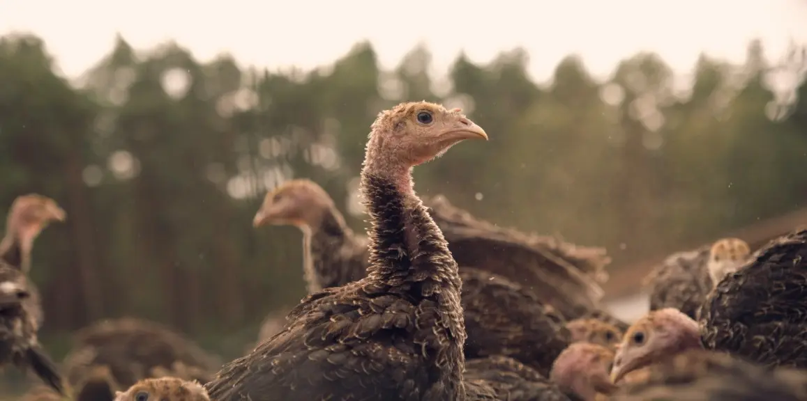 a group of jake turkeys