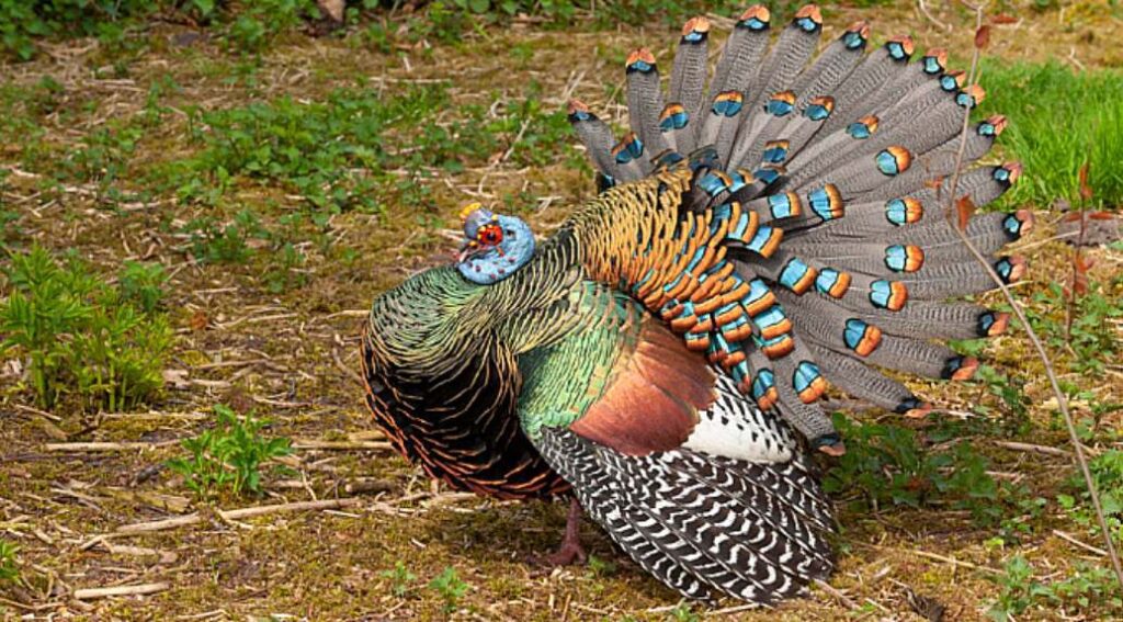 Ocellated turkey hunt - by Roland Seitre