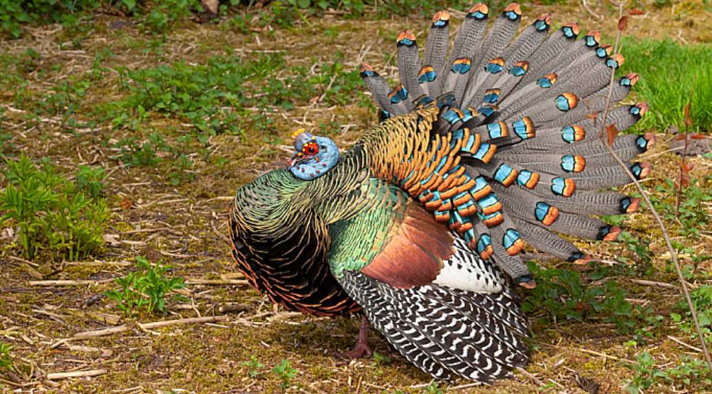 Ocellated turkey hunt - by Roland Seitre