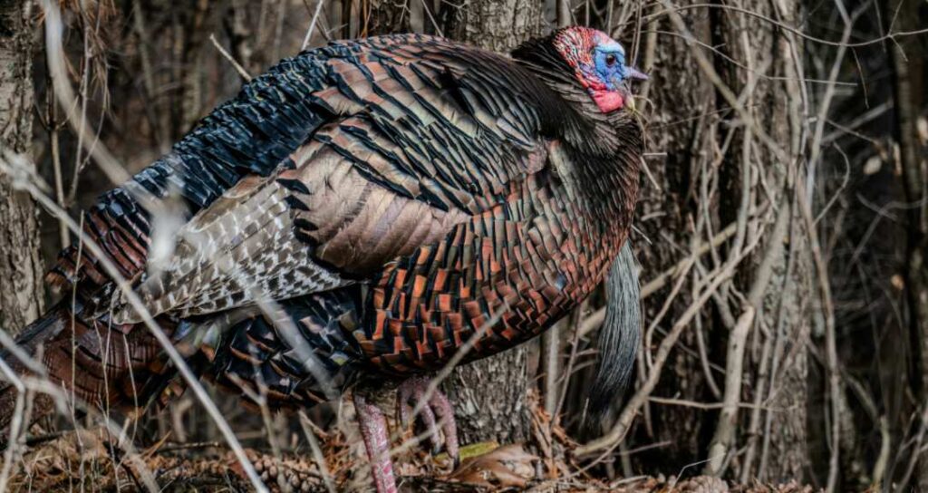a turkey is gobbling