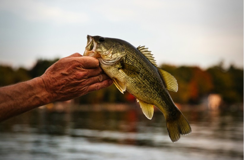 catch a bass fish in the lake