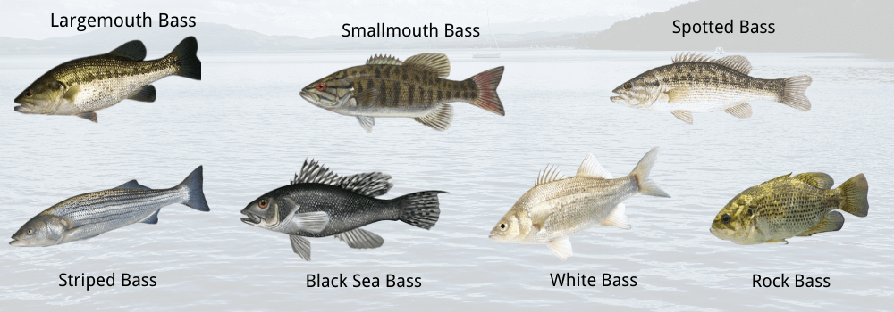 common types of bass fish chart