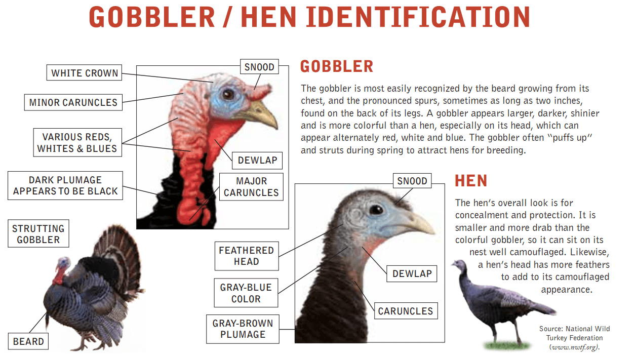male turkey vs female turkey