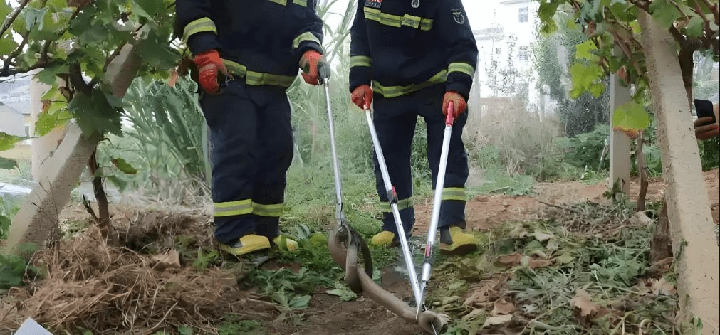 people are catching a snake with snake tong