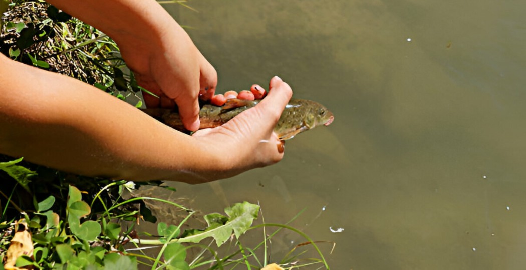 a fisherman catch and release the fish into the lake