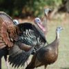 Osceola turkeys