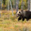 a bear is running in the wood