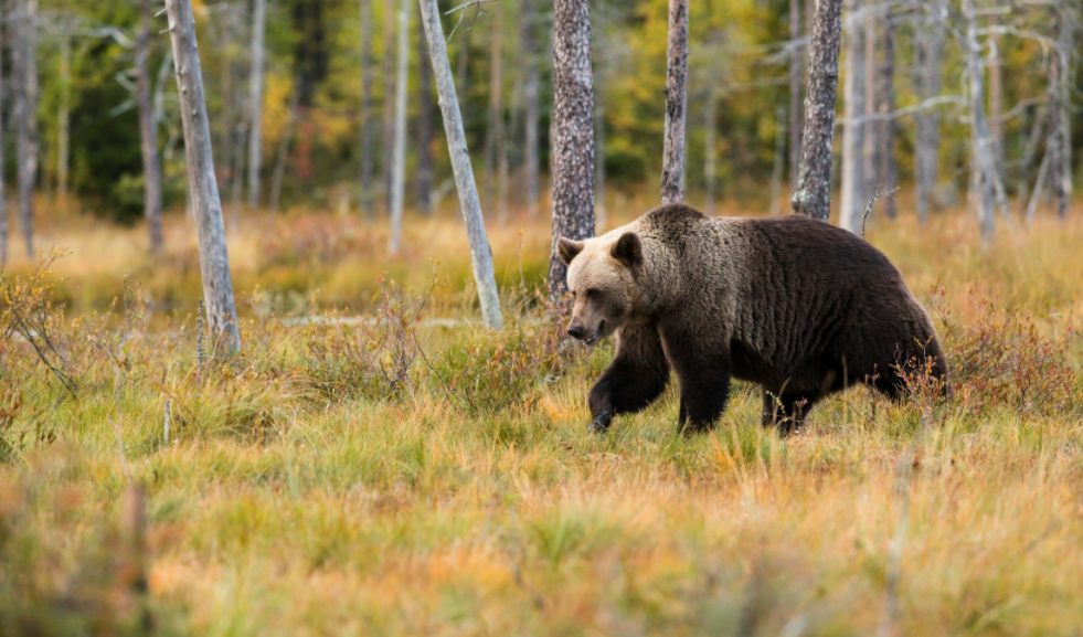 a bear is running in the wood