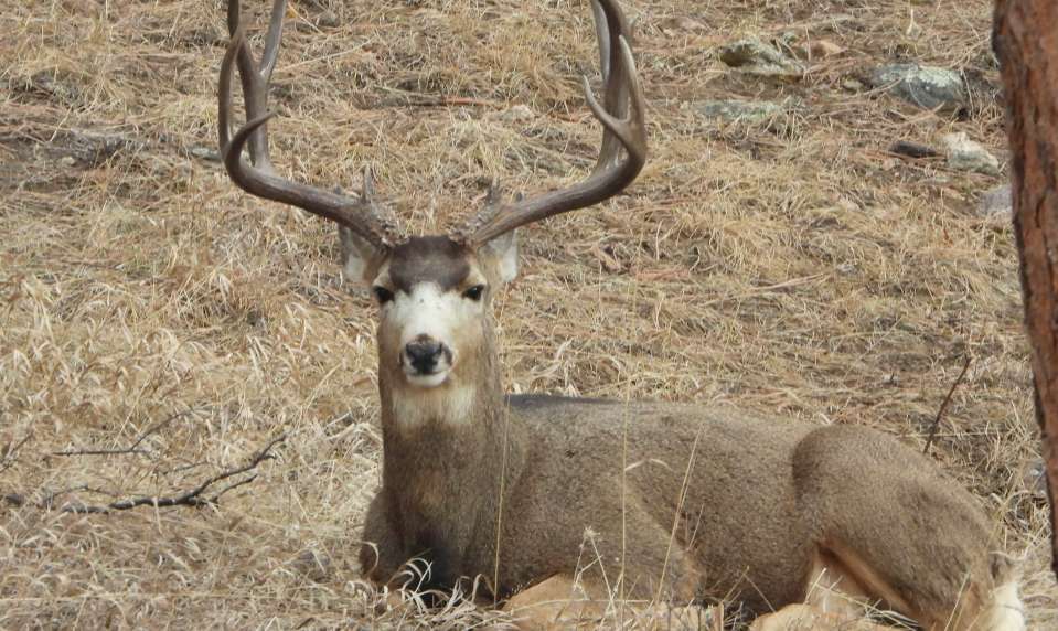 a deer is lying on the ground